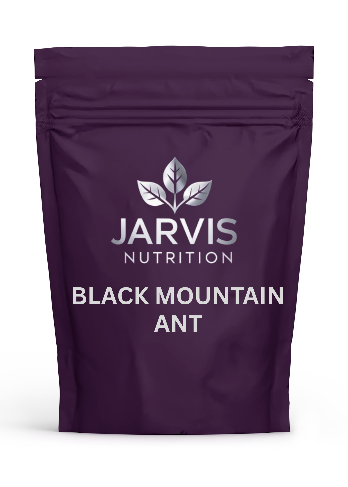 Black Mountain Ant